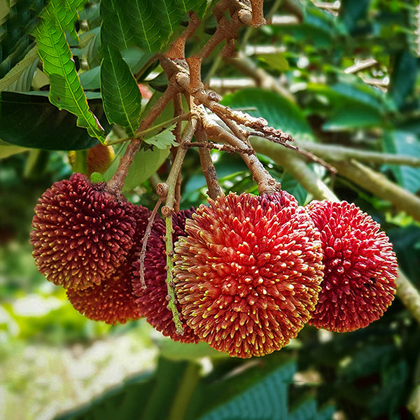 Pulasan Fruit Live Plants