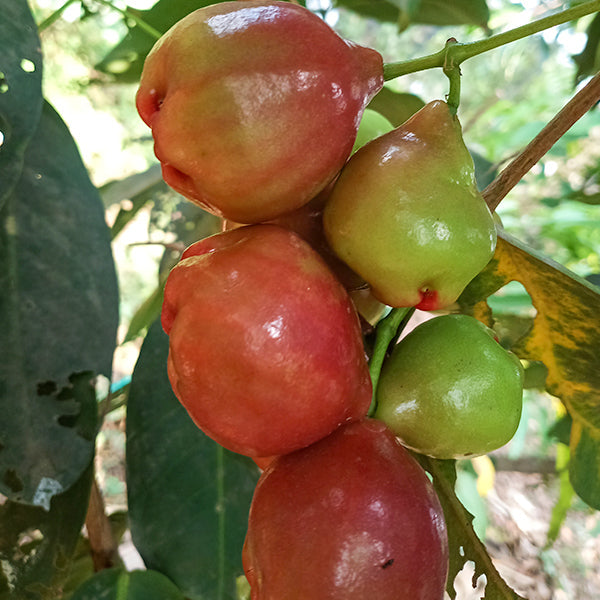 Best Water Apple Live Plants