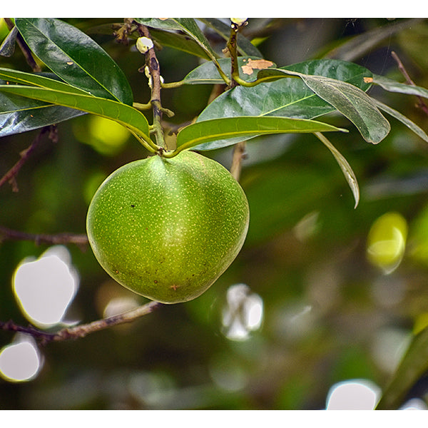 Best Black Sapote Live Plants