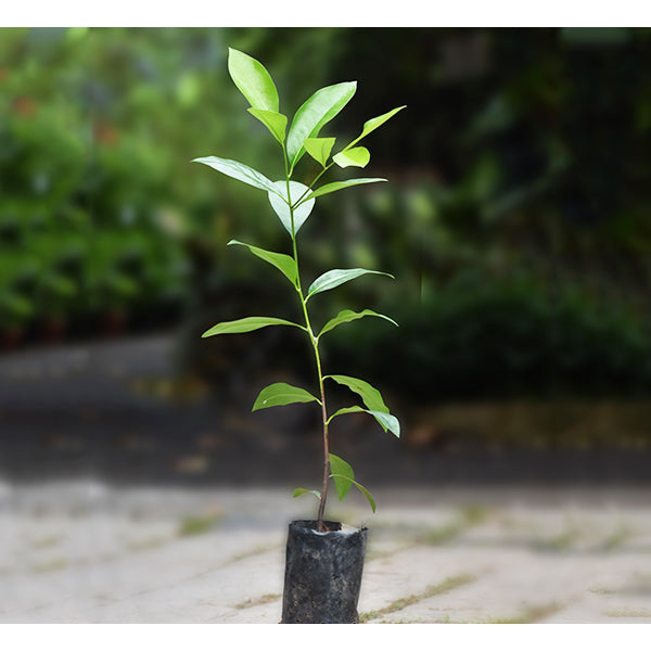 Black Sapote Plants