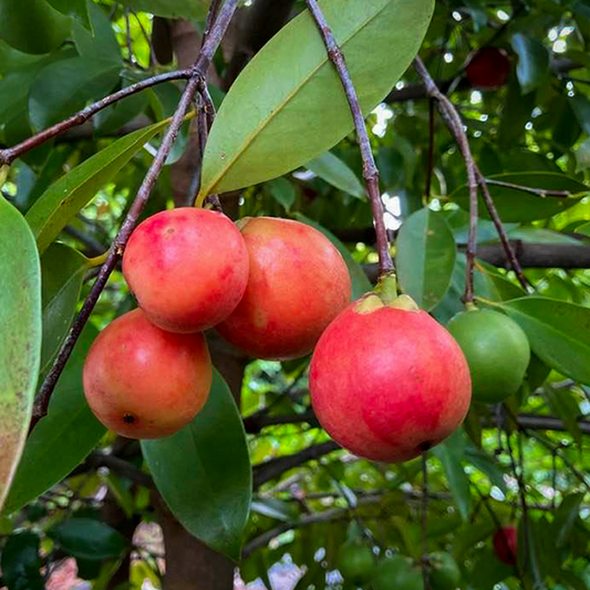 Kowa fruit Live Plants