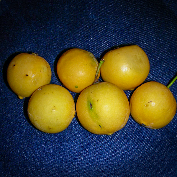 Mexican Garcinia Live Plants