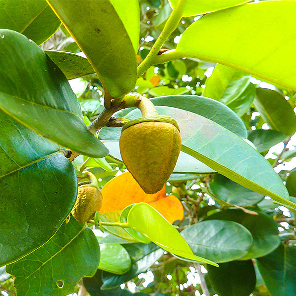 Beach Sugar Apple Live Plants