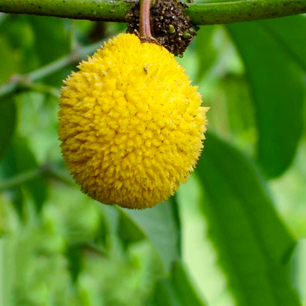 Garcinia Madruno