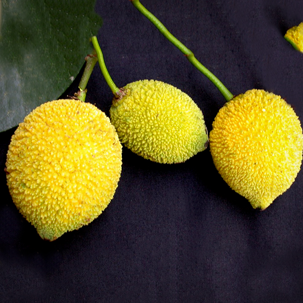 Madrono Fruit Live Plants