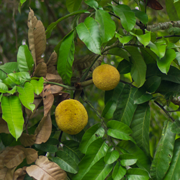 Artocarpus Anisophyllus