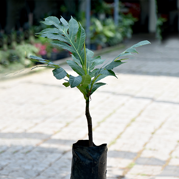 Breadfruit Plants