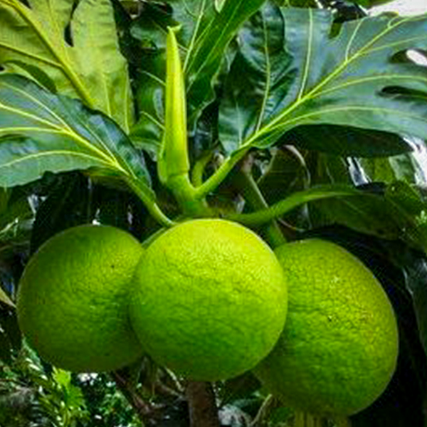 Breadfruit Live Plants