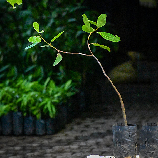 Cashewnut Plants