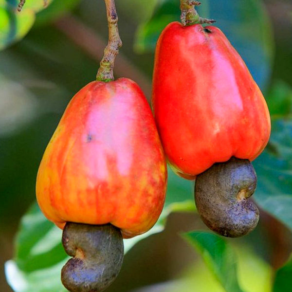 Anacardium Occidentale