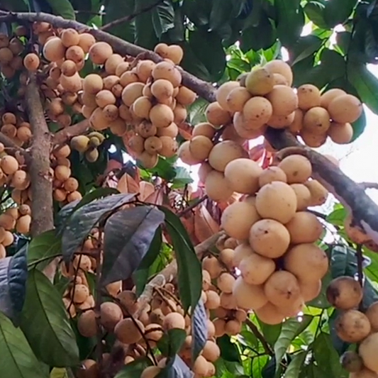 Langsat-Früchte, lebende Pflanzen (Lansium Parasiticum)