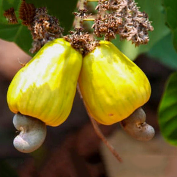 Cashewnut Live Plants