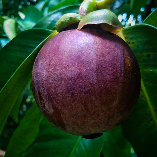 Mangosteen Fruit Live Plants