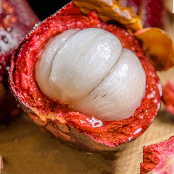 Mangosteen Fruit Live Plants in uk