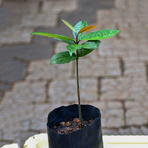 Russell Sweet Garcinia Plants