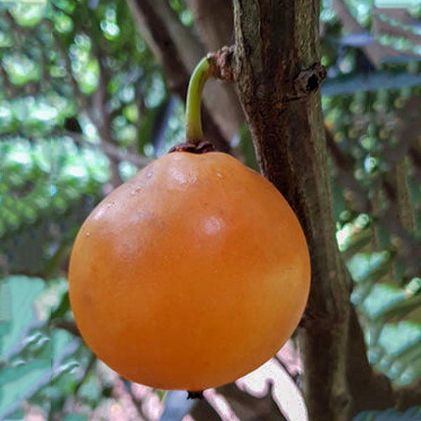 Russell Sweet Garcinia in uk