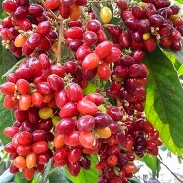 Best Kasam Fruit Live Plants