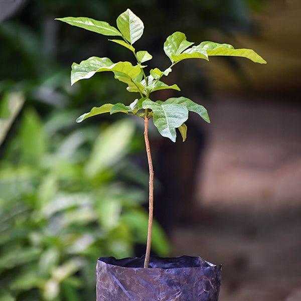 Wampee Roots Wampee Live Plants (Clausena Lansium) – HappiestPlants