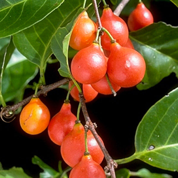 Lolly Berry Live Plants in uk