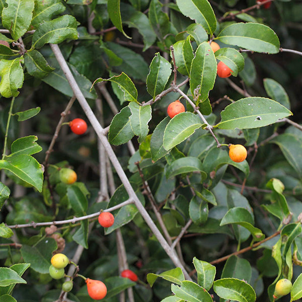 Salacia Chinensis