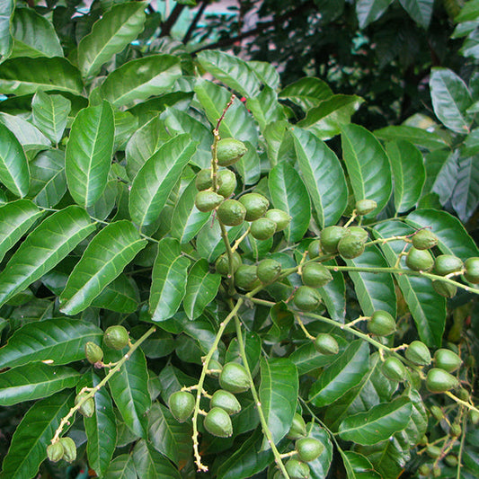 Clausema Tree Tropical Fruit Trees Online UK | HappiestPlantsbyAMJ