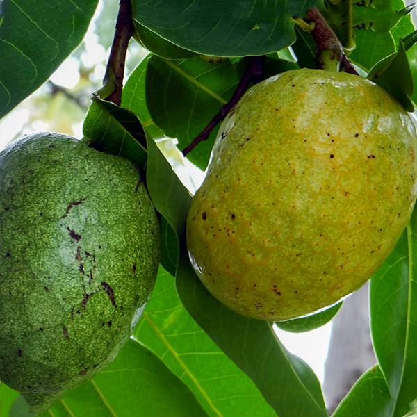 Annona Glabra