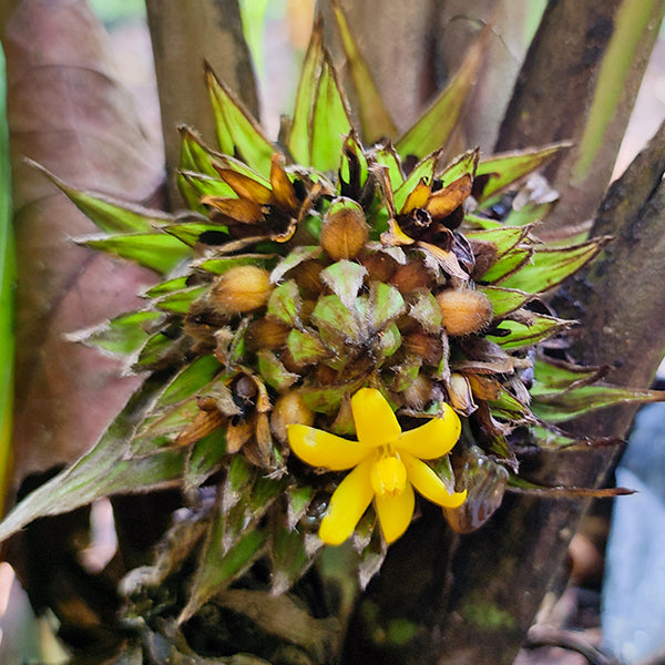 Lemba Fruit Plants