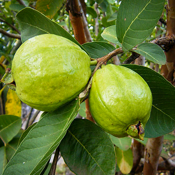 Guava Live Plants