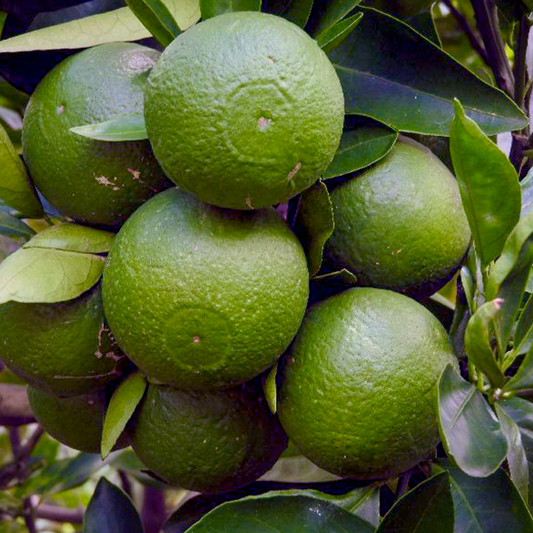 Lemon Live Plants (Citrus Limon)