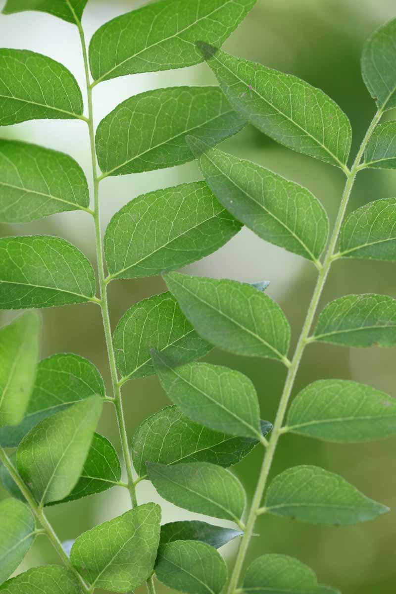 Curry Leaf Plant