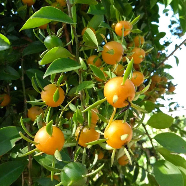 Lemon Vine Live Plants