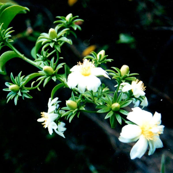 Pereskia Aculeata