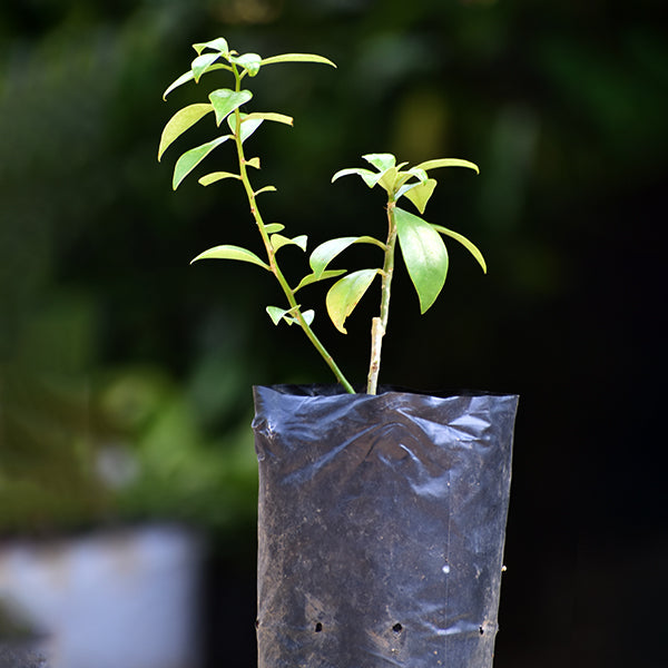 Lemon Vine Plants