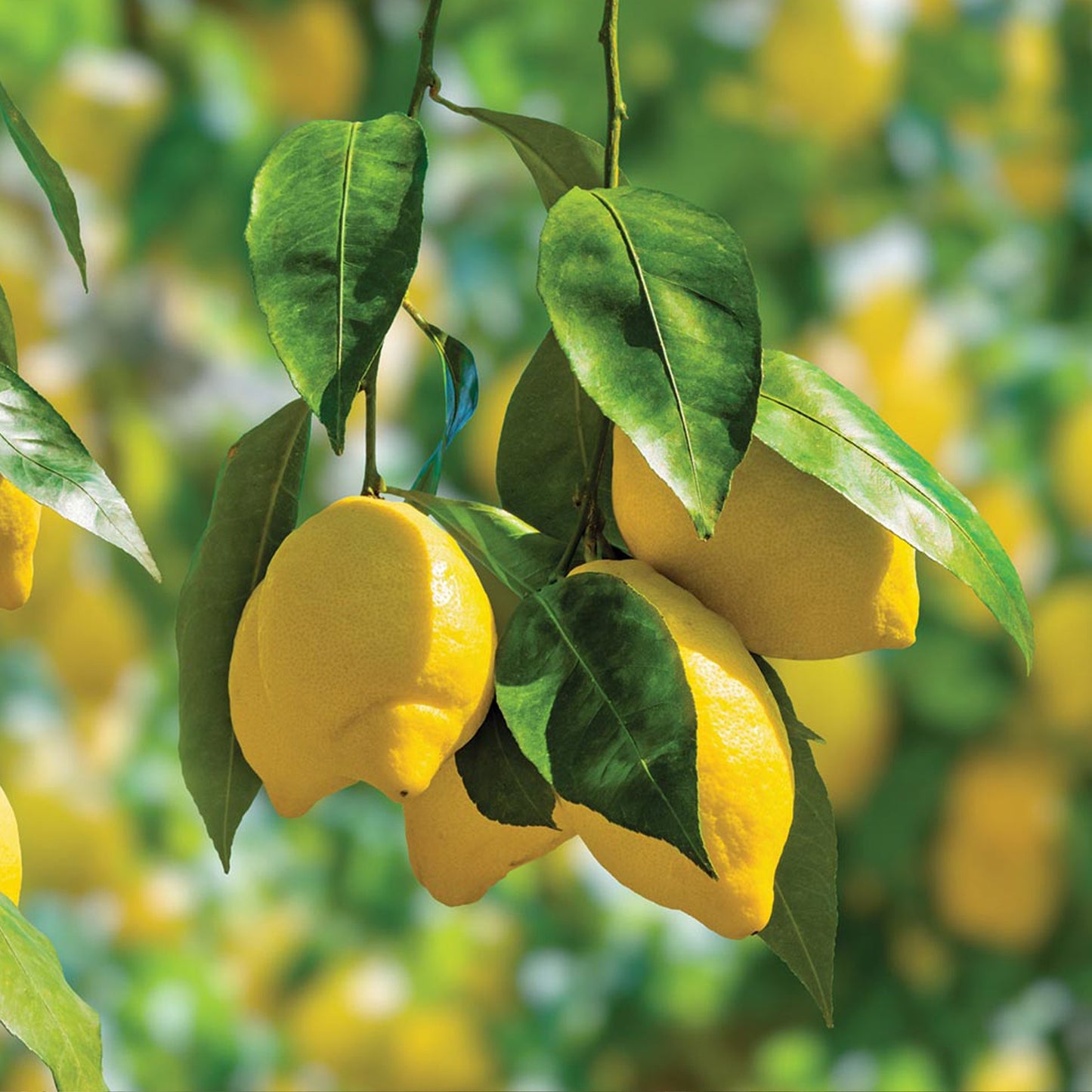 Lemon Live Plants (Citrus Limon)