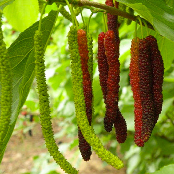 Long Mulberry Live Plants 