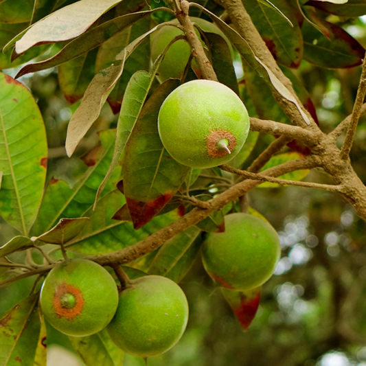 Lucuma Live Plants