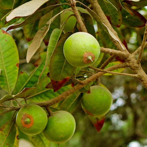 Lucuma Live Plants (Pouteria Lucuma) – HappiestPlants