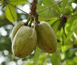 money tree berries Malabar Chestnut Live Plants (Pachira Aquatica) – HappiestPlants