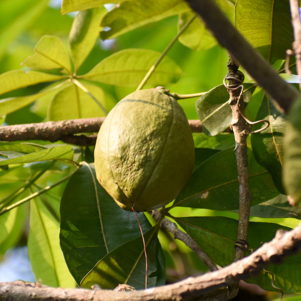 Malabar Chestnut Live Plants