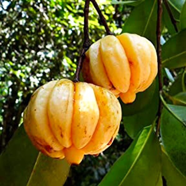 Malabar Tamarind Live Plants