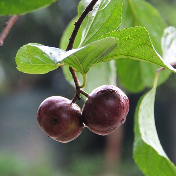 Manila cherry Live Plants