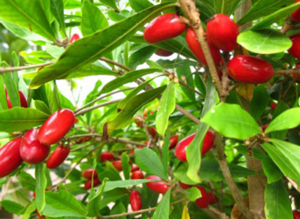 Miracle Fruit Plants in uk