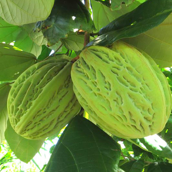 Mocambo Live Plants - Green Elegance for Your Space – HappiestPlants
