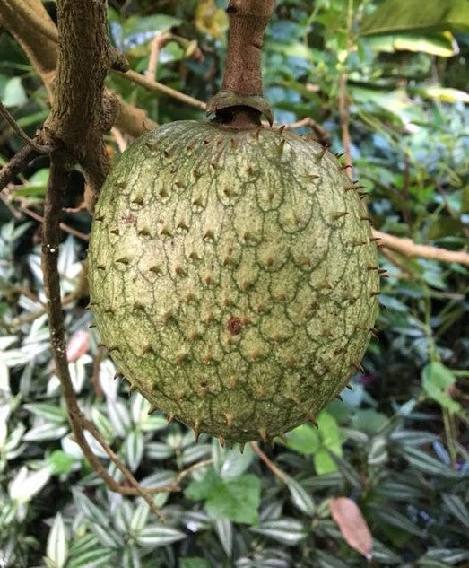 Mountain Soursop Plants