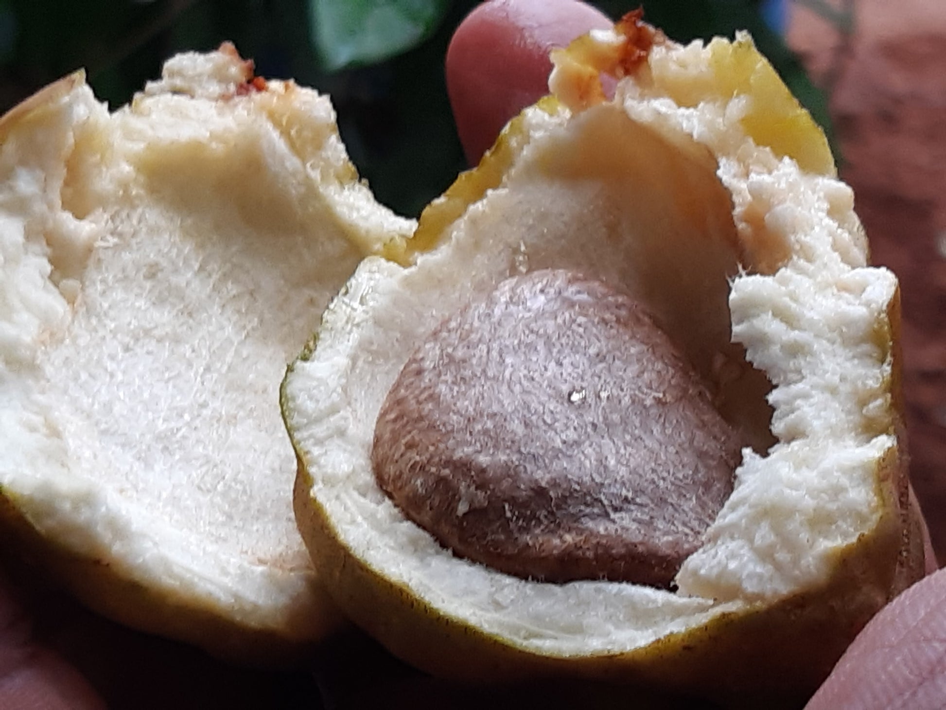 Nam Nam Fruit Live Plants Cynometra Cauliflora | HappiestPlantsbyAMJ