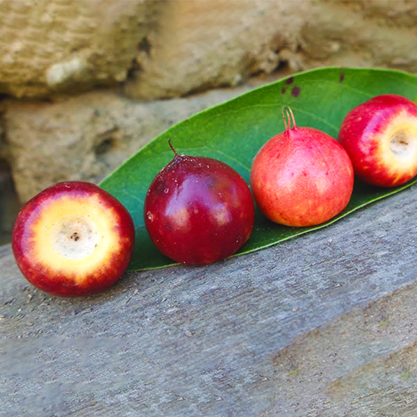 Nance Fruit Red