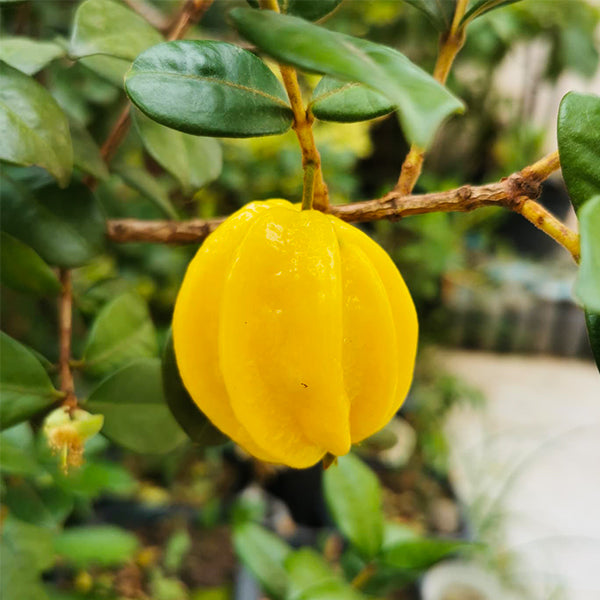 Pitangatuba Fruit