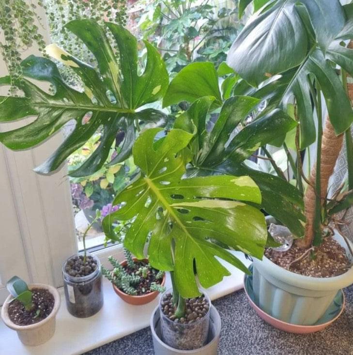 monstera thai constellation xl Thai Constellation Monstera Deliciosa – HappiestPlants