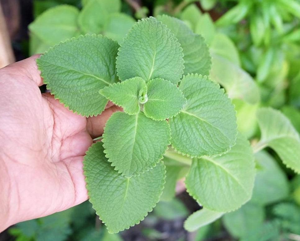 Cuban Oregano