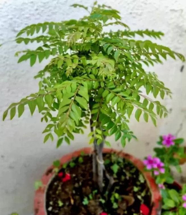 best pot for curry leaf plant Curry Leaf Plant Dwarf Gomati Variety – HappiestPlants